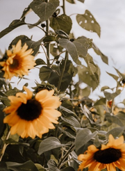 U-pick Sunflowers & Branded Vase