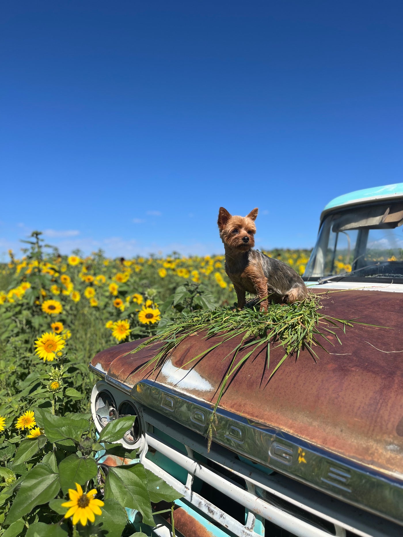 2025 Sunflower Days Doggy Admission