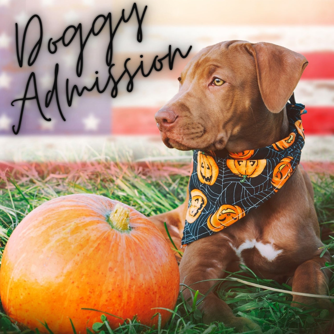 2025 Doggy Admission